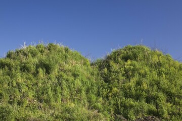 Green plants growing on top of two mounds of topsoil in a commercial sandpit at springtime, Quebec, Canada, North America