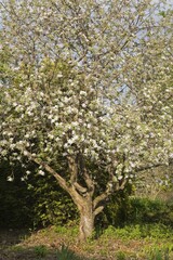 Obraz premium Liberty apple tree in a landscaped front yard garden at springtime, Lanaudiere, Quebec, Canada, North America