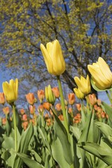 Yellow Tulips (Tulipa) in a public garden at springtime, Old Terrebonne, Lanaudiere, Quebec, Canada, North America