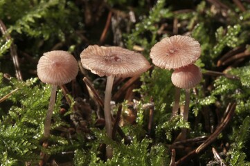 Pink Bonnet (Mycena rosella), Untergroeningen, Baden-Wuerttemberg, Germany, Europe