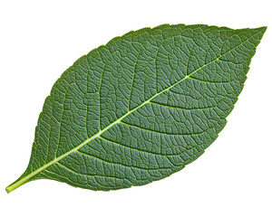 A detailed green leaf showcasing its texture and structure.