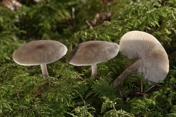 Buttery Collybia (Collybia butyracea var. asema), Untergroeningen, Baden-Wuerttemberg, Germany, Europe