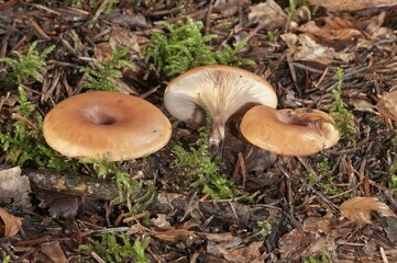 Wild mushroom (Lepista inversa), Untergroeningen, Baden-Wuerttemberg, Germany, Europe