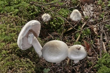 Wood Mushroom (Agaricus silvicola), Untergroeningen, Baden-Wuerttemberg, Germany, Europe