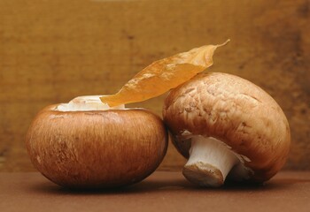 Two brown mushrooms