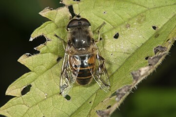 European Hoverfly or Drone Fly (Eristalis tenax), male, Untergroeningen, Baden-Wuerttemberg,...