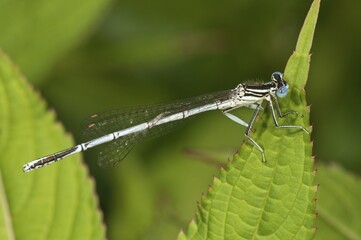 White-legged Damselfly or Blue Featherleg (Platycnemis pennipes), male, Untergroeningen, Baden-Wuerttemberg, Germany, Europe