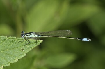 Blue-tailed Damselfly (Ischnura elegans), male, Untergroeningen, Baden-Wuerttemberg, Germany, Europe