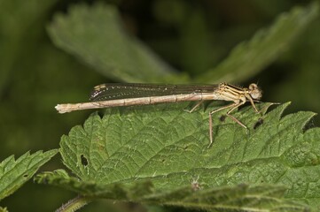 White-legged Damselfly or Blue Featherleg (Platycnemis pennipes), female, Untergroeningen,...