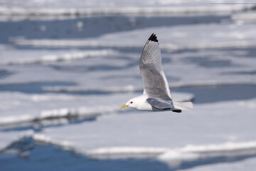 Black-legged Kittiwake (Rissa tridactyla) in flight, Hinlopen Strait, Svalbard Archipelago, Arctic Norway, Europe
