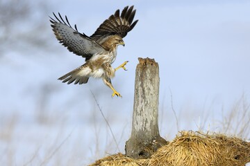 Common Buzzard (Buteo buteo) landing on a tree stump, Swabian Alb biosphere reserve,...