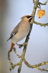 Bohemian Waxwing (Bombycilla garrulus) eating an overripe frozen apple in winter, Swabian Alb biosphere reserve, Baden-Württemberg, Germany, Europe