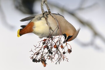 Bohemian Waxwing (Bombycilla garrulus) eating berries from a European Rowan or Mountain Ash (Sorbus aucuparia) in winter, Swabian Alb biosphere reserve, Baden-Württemberg, Germany, Europe