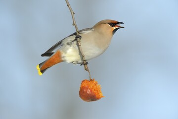 Bohemian Waxwing (Bombycilla garrulus) eating an overripe frozen apple in winter, Swabian Alb biosphere reserve, Baden-Württemberg, Germany, Europe