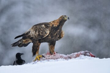 Golden Eagle (Aquila chrysaetos) with bait and a Hooded Crow (Corvus corone cornix) during a blizzard, Kainuu, Utaj&auml;rvi, Nordfinnland, Finland, Europe