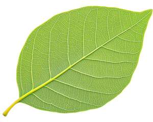 Obraz premium A vibrant green leaf showcasing intricate vein patterns and natural texture.