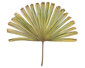 A dried fan palm leaf displaying intricate, elongated fronds.
