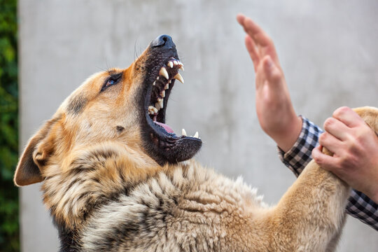 A male German shepherd bites a man by the hand.