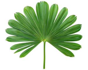 A large, fan-shaped green palm leaf with elongated segments radiating from a central stem.
