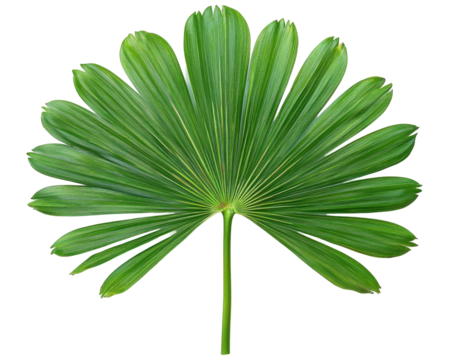 A large, fan-shaped green palm leaf with elongated segments radiating from a central stem.