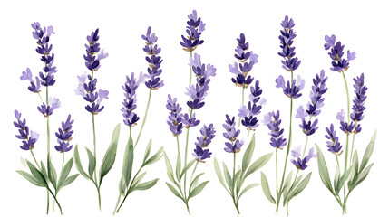 Obraz premium Repeating Watercolor Design Featuring Delicate Lavender Sprigs and Wildflowers