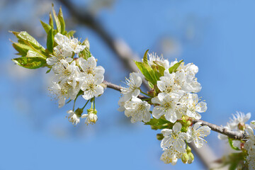 Cirschblüten