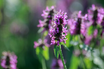 Blooming medical plant Betony (Stachys Officinalis)