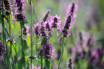 Blooming medical plant Betony (Stachys Officinalis)