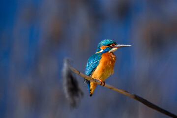 kingfisher on the branch