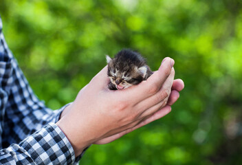 A man holding a small, beautiful striped color kitten, who opened his mouth and shows the tongue of nature.