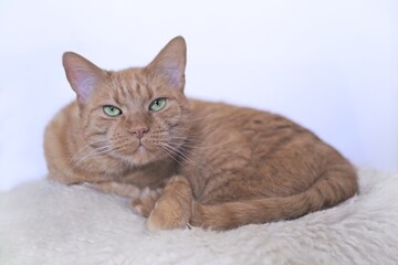 Fototapeta premium Cute orange cat lying on fleece blanket and looking curoius at camera. 