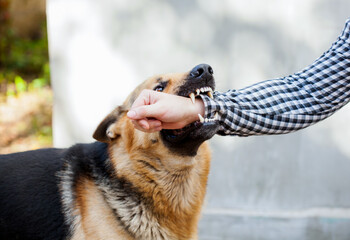 A male German shepherd bites a man by the hand.