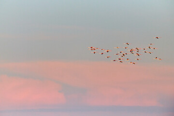 A flock of flamingos flies against the backdrop of the sunset sky.
Kurgalzhinsky reserve. Kazakhstan.
Flamingos are a type of wading bird in the family Phoenicopteridae.