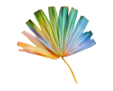 A colorful fan-shaped leaf showcasing a gradient of vibrant hues.