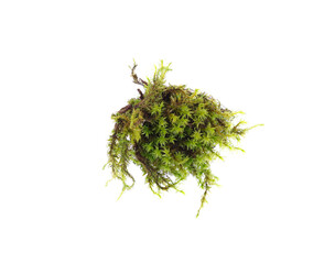 Green moss isolated on white background