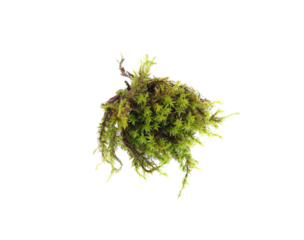Green moss isolated on white background