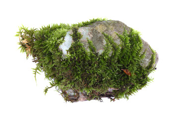 Green moss on stone, isolated on white
