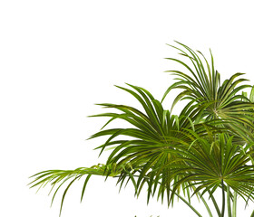 palm tree leaves  isolated on transparent background. PNG palm tree branch isolated on transparent background. big palm tree with green leaves PNG. Isolated palm tree corner frame. side of palm tree.