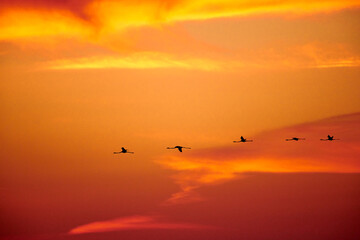 Silhouettes of flying flamingos.
A flock of flamingos flies against the backdrop of the sunset sky.
Kurgalzhinsky reserve.Kazakhstan.
Flamingos are a type of wading bird in the family Phoenicopteridae