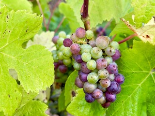 A bunch of juicy grapes ripening on the vine. 