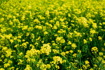 Obraz premium 菜の花畑