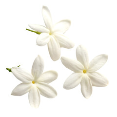 Fototapeta premium Jasmine flowers isolated on transparent background