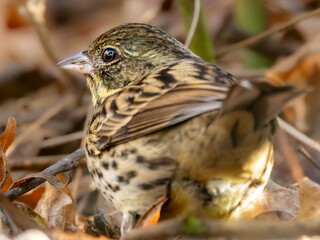 森の中で地面に降りてエサを探しているアオジ
