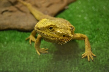 Naklejka premium Tropical reptile in the foreground. Selective focus of the animal's face.