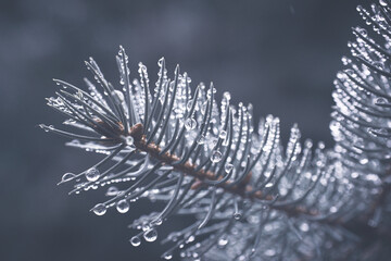 Natural green background, fir tree branch with lots of raindrops.