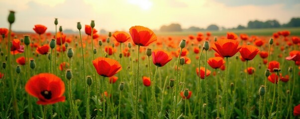 Obraz premium Field of poppies with a few dead stalks amidst the healthy growth, decay, death, flora