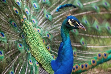 Obraz premium Psychedelic peacock illustration with intricate colors, psychedelic patterns, nature-inspired art, whimsical illustrations