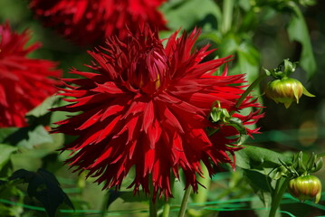  Dahlia rouge carmin au jardin en été