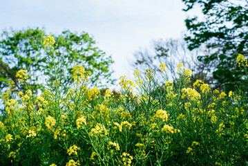 Fototapeta premium 菜の花畑