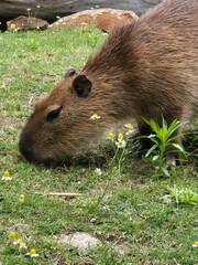 Kapibara wielka w łódzkim ogrodzie zoologicznym